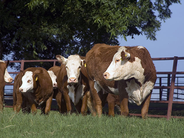A West Virginia producer said the state NRCS office never scored his application, due to a screening process he believes is illegal. (DTN/Progressive Farmer photo by Claire Vath)