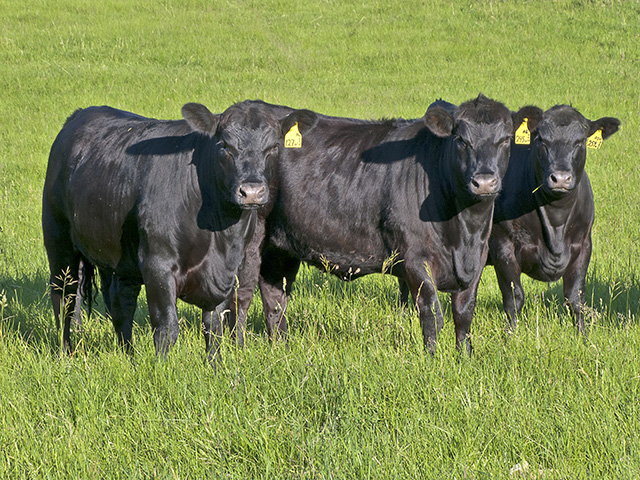 This blood disease is back on producers&#039; minds as infection rates climb. (Progressive Farmer photo by Sam Wirzba)