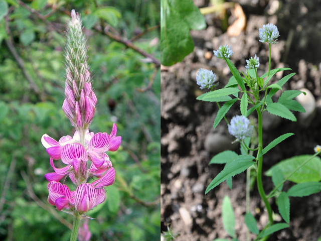 Sainfoin (left) and Fenugreek (right) may become more popular as alternative forages for cattle and horse producers. (Photos courtesy AnemoneProjectors, CC-SA; Lazaregagnidze, CC-SA)