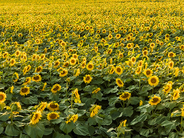 (Progressive Farmer photo by David L. Hansen)
