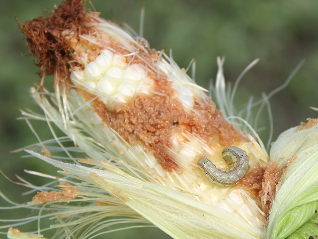 Researchers are hoping to limit corn earworm damage in the future by infecting populations with a newly developed sexually transmitted virus that sterilizes the pest. (DTN photo by Pamela Smith)