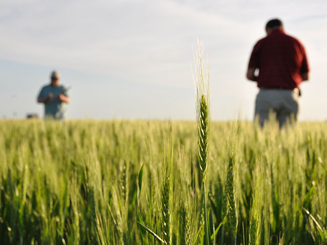 Scouts touring Kansas wheat fields this week expect to find wheat well ahead of schedule and decent yields. (DTN photo by Katie Micik)