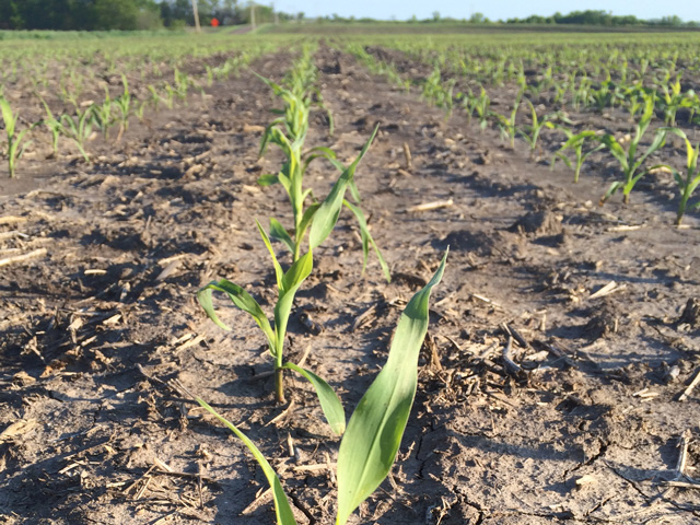 USDA predicts U.S. corn acreage will decline by 4 million acres from last year to 90 million acres this year. (DTN file photo by Pam Smith)