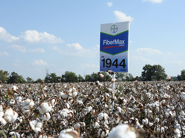 Cotton seed is just one of the enterprises where Bayer and Monsanto overlap. A combination of the companies is being rumored. (DTN photo by Pamela Smith)
