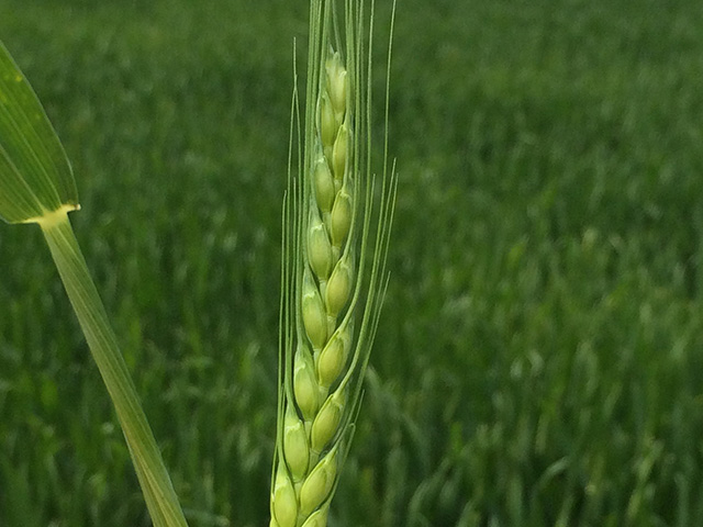 This soft red winter wheat field in central Illinois is filling out nicely this year and brings back memories. (DTN photo by Pamela Smith)