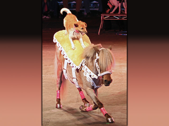 Suggestions of banning packer ownership of livestock at little more than a dog and pony show. (Photo by Jenn Durfey, CC BY 2.0)