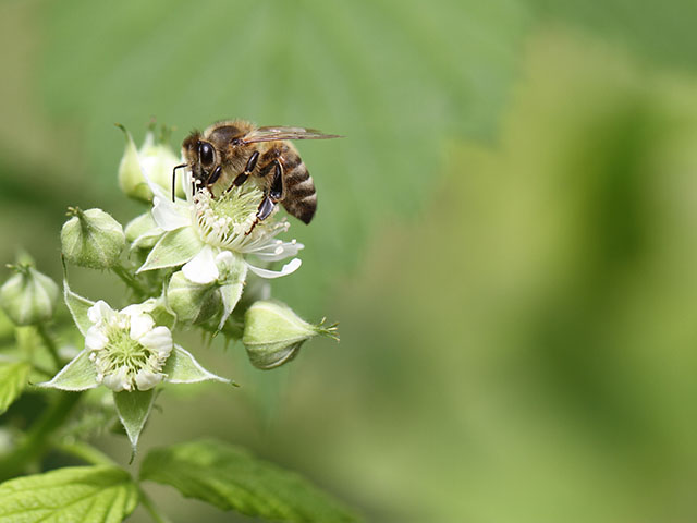 Honeybees are hungry this time of year and searching for food. This one lands on a raspberry bloom. (DTN photo by Pamela Smith)