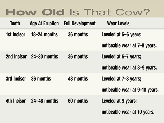 Permanent teeth eruptions are a valuable tool in estimating the age of cattle. (Table Source: USDA/Mississippi State University)