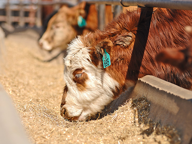 New treatment for Bovine Respiratory Disease (BRD) is an alternative to traditional antibiotic therapies. (DTN/Progressive Farmer photo by Jim Patrico)