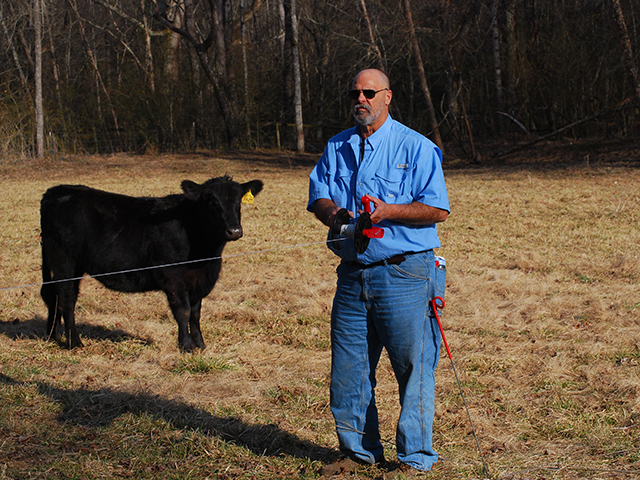 Mike Jones divides pastures into quarter-acre paddocks, using single-strand polywire fencing. Cattle are moved once or twice a day. (DTN/Progressive Farmer photo by Mike Jones)
