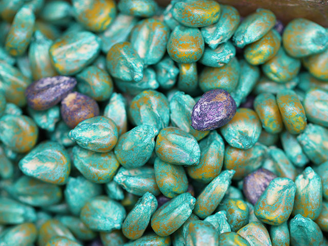 Researchers are questioning the effectiveness of "refuge-in-a-bag," shown above, wherein 5% or 10% non-Bt seed is mixed into a bag of Bt corn to ensure refuge compliance. (DTN photo by Pam Smith)