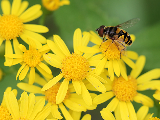 Cressleaf groundsel, a weed with a yellow daisy-like flower, can be disastrous if enough of them find their way into hay or forages. (DTN photo by Pamela Smith)