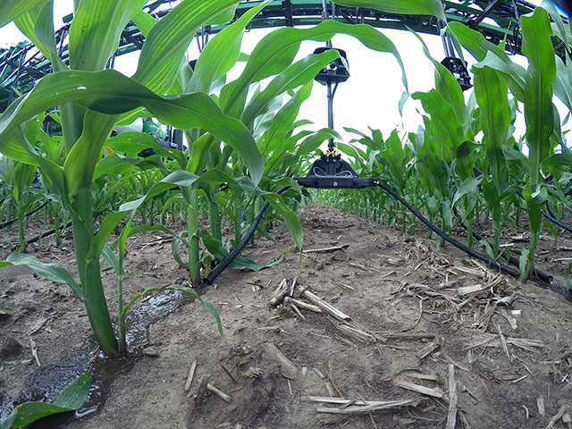 Y-Drops from 360 Yield Center deliver liquid nutrients to the base of corn plants. (Photo courtesy 360 Yield Center) 
