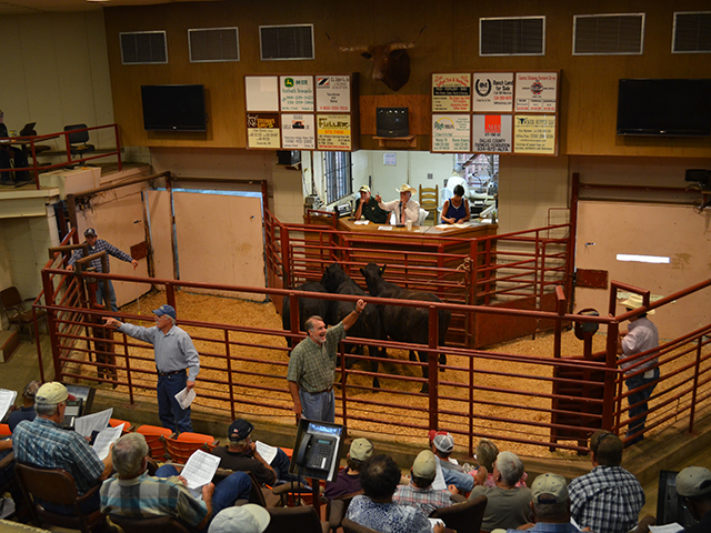 Replacement heifers are still selling, but prices for spring offerings in many areas are down compared to those in 2015. (DTN/Progressive Farmer photo by Victoria G. Myers)