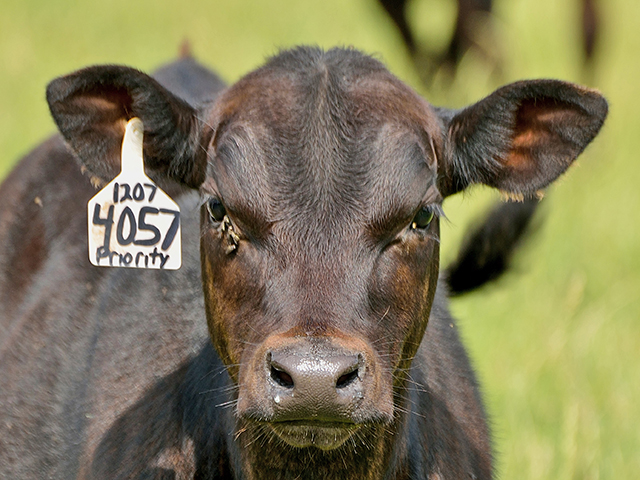 Hard-to-reach cattle can still have good fly control using these "remote-control" options. (DTN/Progressive Farmer photo by Jim Patrico)