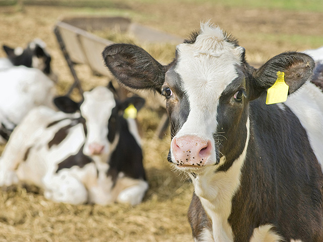 Animals perform better when good pain management is used, and there are several options to consider. (DTN/Progressive Farmer photo by Thinkstock/iStock)
