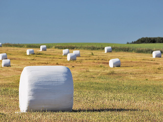 Alfalfa teams up with bermudagrass to give Southern beef producers high-quality forage. (AgStock Images)