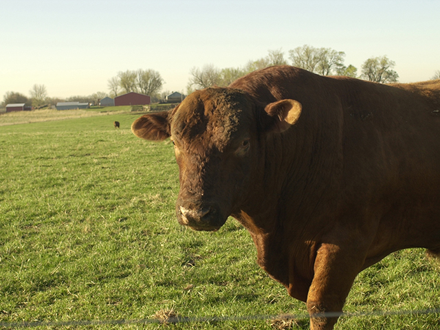 Buying a bull at the local sale barn requires a commitment to quarantine and extensive testing prior to putting him in with the cow herd. (DTN/Progressive Farmer photo by Jim Patrico)