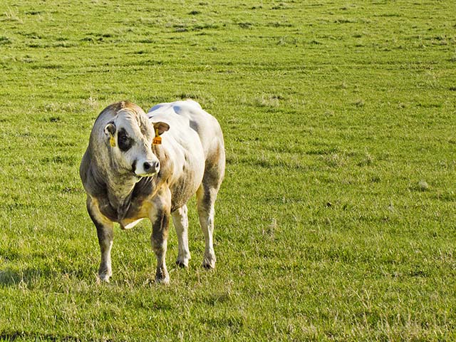 Nebraska&#039;s Lone Creek Cattle Company is marketing to its strengths, selling top-end Piedmontese bulls and then offering buyers a ready market for the calves from those bulls. (DTN/Progressive Farmer photo courtesy of Lone Creek Cattle Company)