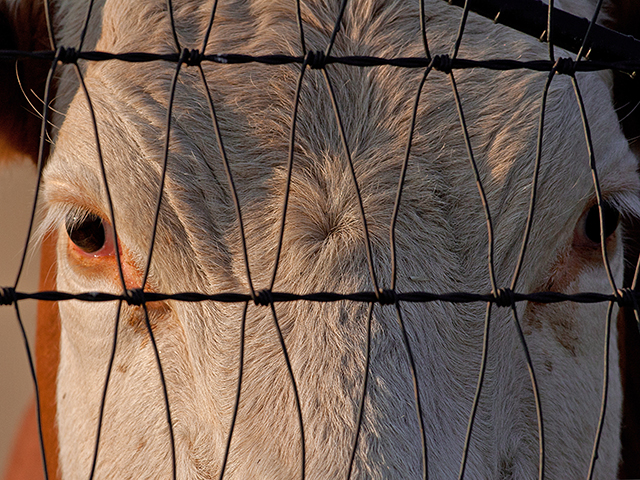 Biosecurity is just another way of talking herd health, but the stakes have never been higher. (Stock photo by Russell A. Graves)