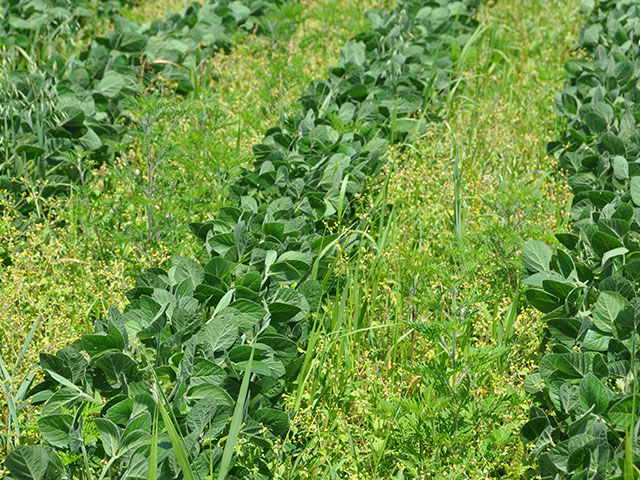 Weeds clog the rows of a soybean field in central Pennsylvania. The region's farmers are facing the same herbicide-resistant fight as their brethren in the Midwest and South. (DTN photo by Emily Unglesbee) 