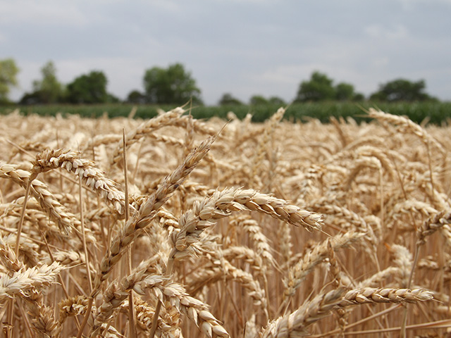 Summer will be here before you know it! Take the time now to submit your wheat field into the second annual National Wheat Yield Contest. (DTN photo by Elaine Shein)