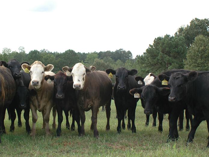 Drought Conditions Can Lead To Nitrate Poisoning In Cattle