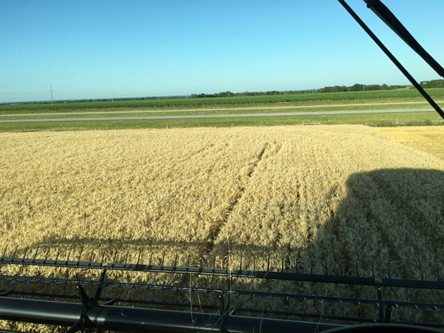 Harvesting a spring wheat field in Wilmot, South Dakota. Spring wheat harvest in parts of South Dakota began about six days ahead of the start of the Wheat Quality Council&#039;s 2016 Hard Spring Wheat and Durum Tour. (Photo by Aaron Frerichs, Wilmot, South Dakota)