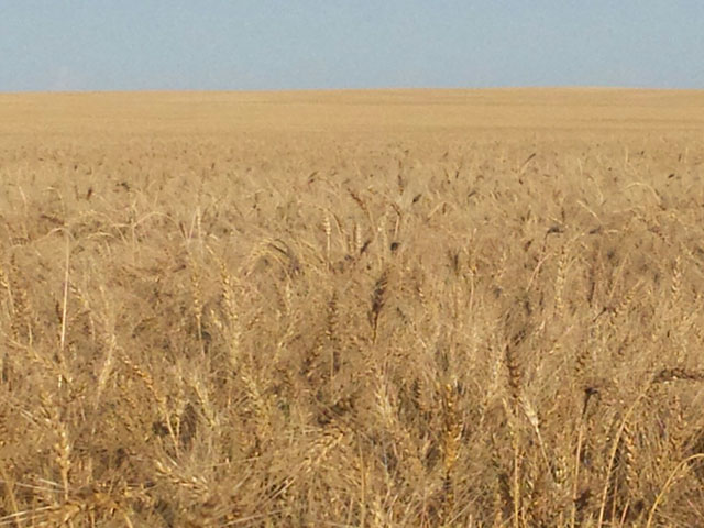 A ripe spring wheat field near Gettysburg, South Dakota, waits for harvest this week. (Photo courtesy Tim Luken Onida, South Dakota)