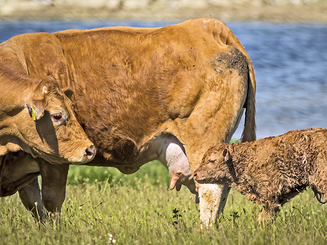 If mastitis is caught early it can be treated with intramammary infusions of an antibiotic. (DTN/Progressive Farmer photo by Becky Mills)
