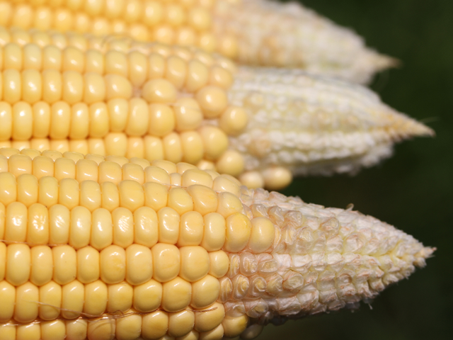 Some hybrids are apt to tip back, but dry conditions can lead to more rapid tip-back and some loss of grain this time of year. (DTN photo by Pamela Smith)