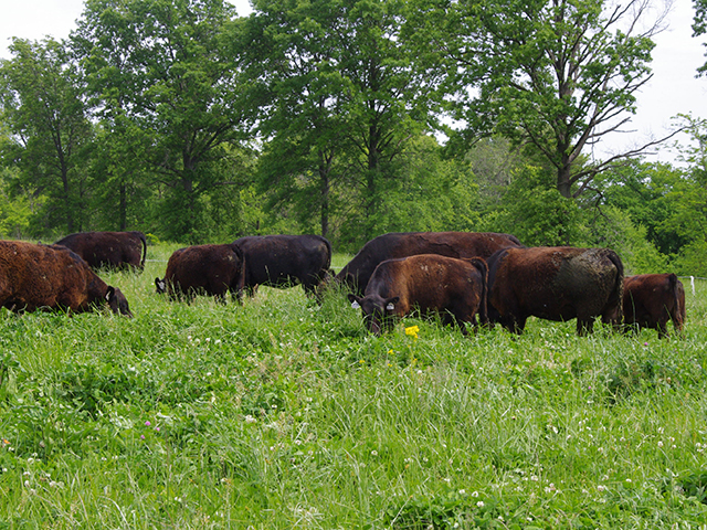 Pasture diversity helps mitigate toxicosis, which is caused by grazing endophyte-infected fescue. (DTN/Progressive Farmer image by Barb Baylor Anderson)