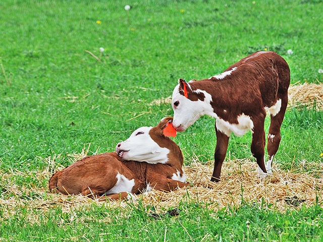 A female born twin to a bull calf should always be checked for fertility. The likelihood that she is a freemartin is high. (Getty Images/Thinkstock)