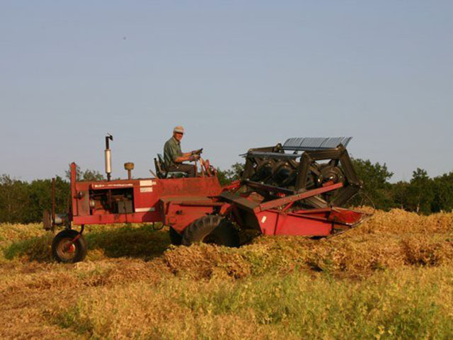 A Saskatchewan pea crop is swathed. Bulk exports of peas were positive in May, but not enough to end the light pressure expected for pea prices into harvest. (DTN file photo by Elaine Shein)  