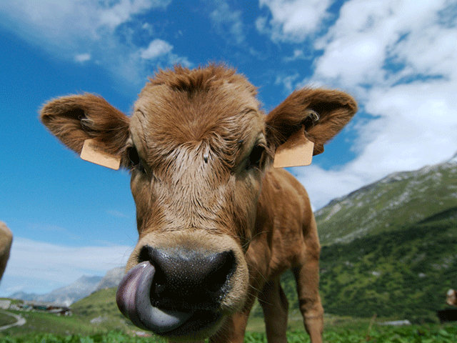 Ever wonder why dad or grandpa did some of the herd management things he did? (GettyImages)