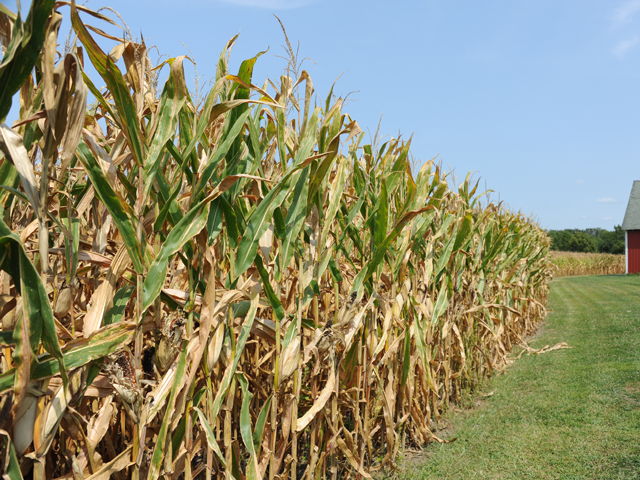 As corn heads into harvest, thoughts of whether we gave it enough nitrogen and how to feed it next year are always appropriate. (DTN photo by Pamela Smith)