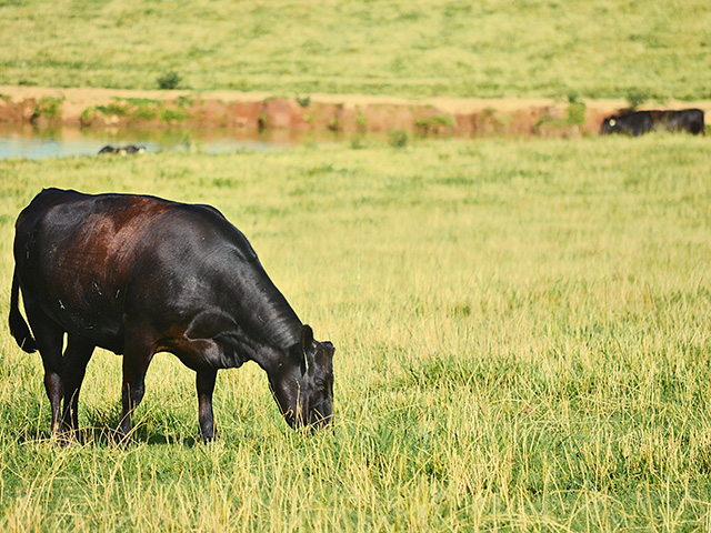 Five years of age equals a ticket to the sale ring for Deer Valley Farm&#039;s proven dams. (DTN/Progressive Farmer photo by Victoria G. Myers)