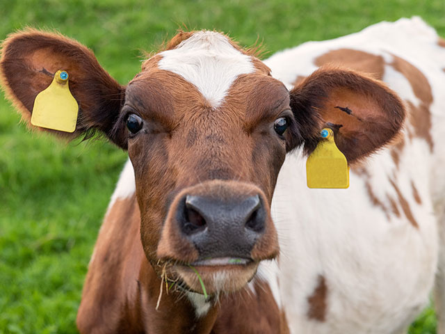 What&#039;s a "Yellowhammer" in the cattle world? Many have heard of a bird called the "yellowhammer" but one reader wants to know about the milk cows that went by this name. (DTN/Progressive Farmer photo)