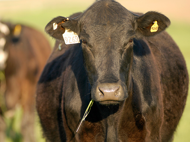 Think carefully before opting to lance a swollen area on a cow. If it&#039;s a hernia you could be making a fatal mistake. (DTN/Progressive Farmer photo)