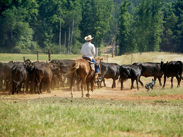 Low stress cattle handling is a foundation of BQA training. (DTN/Progressive Farmer file photo)