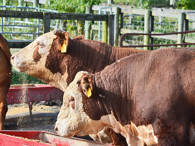 Keeping fences in good repair is an important step to protect herd bulls from exposure to trich. (DTN/Progressive Farmer photo by Victoria G. Myers)