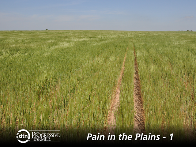 Record crop production and the lowest wheat prices in decades is leading to farmers on the Plains to look for options on how to survive financially. (DTN file photo)