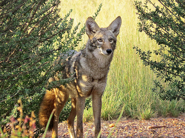 Ranchers are finding it increasingly difficult to beat back these opportunistic carnivores. (Progressive Farmer photo by Thinkstock/iStock)