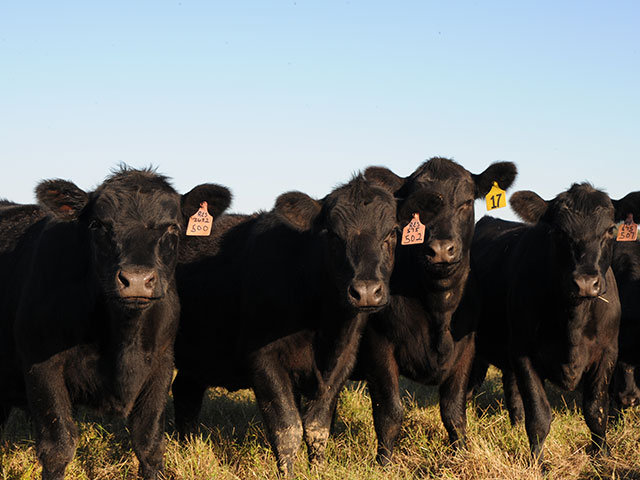 (DTN/Progressive Farmer photo by Becky Mills)