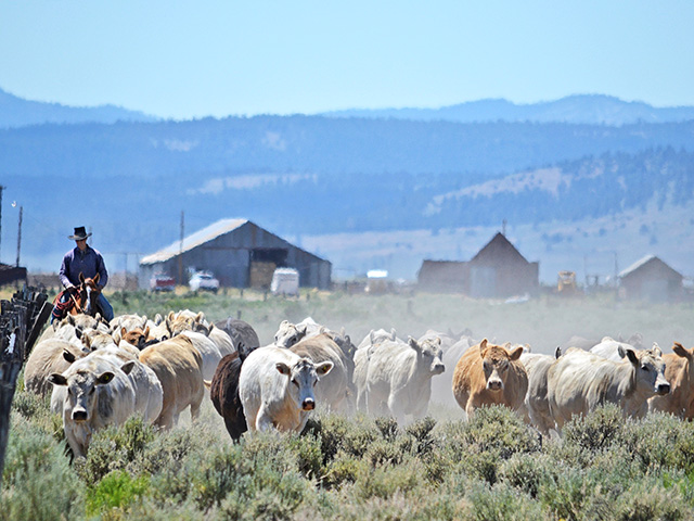 At California&#039;s Bar One Cattle Co., land stewardship and principled cattle-production practices go hand in hand. (Progressive Farmer photo courtesy of NCBA/Baxter Communications)