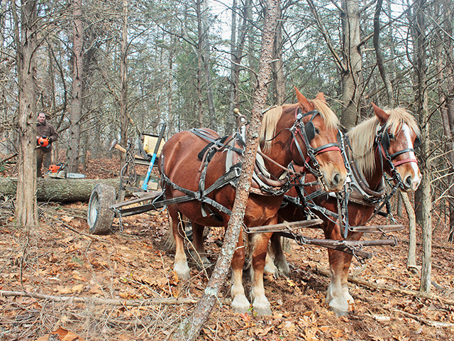 In confined areas, draft horses can handle a logging job as efficiently as a conventional crew with machinery -- and the horses don&#039;t damage high-value trees. (Progressive Farmer photo by Deborah R. Huso)