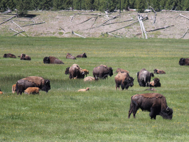 Though Roger Miller probably envisioned a larger herd when he wrote his song "You Can&#039;t Roller Skate in a Buffalo Herd," the theme remains the same: It&#039;s utter nonsense. (Photo by Doug Francis, CC BY 2.0)