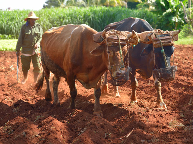 Cuban farmers have been hampered by a lack of access to modern farm equipment. The U.S. embargo and lack of an open economy contributed to the problem. (DTN/The Progressive Farmer photo by Jim Patrico)