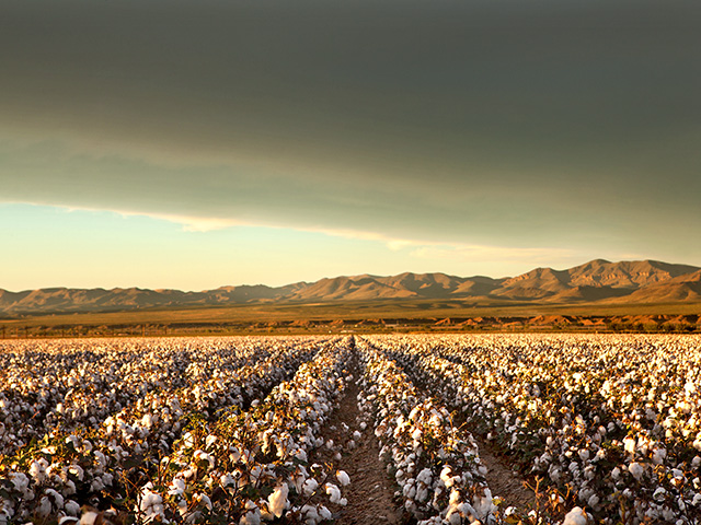 The agricultural land map is getting harder to read as buyers find both challenge and opportunity ahead.  (DTN/Progressive Farmer photo by Scott Baxter)