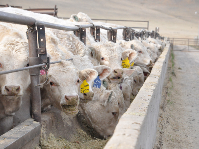 GlobalVetLINK announced all current and transition Veterinary Feed Directive (VFD) drugs now are active in its electronic system. (DTN/Progressive Farmer photo by Boyd Kidwell)